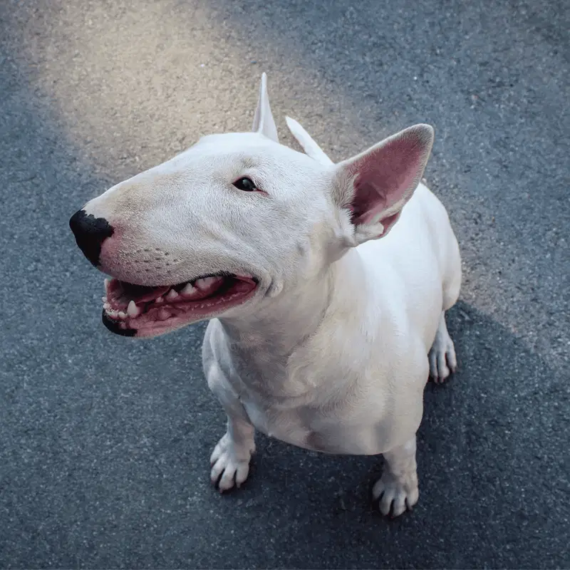 Bull Terrier Final Thoughts