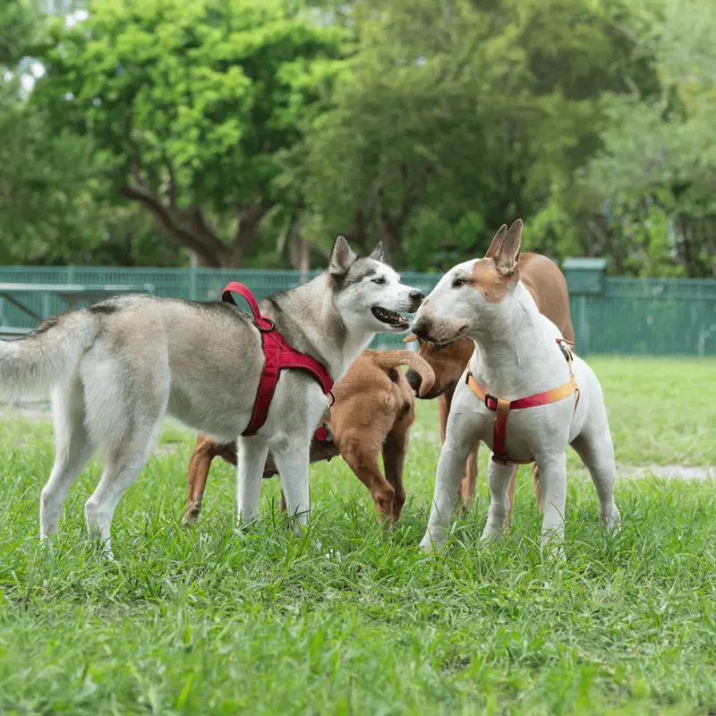 Bull Terrier Does This Breed Get Along With Other Pets