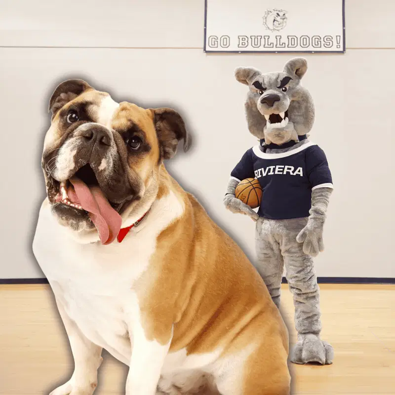 The Bulldog Is the Most Popular Dog Mascot