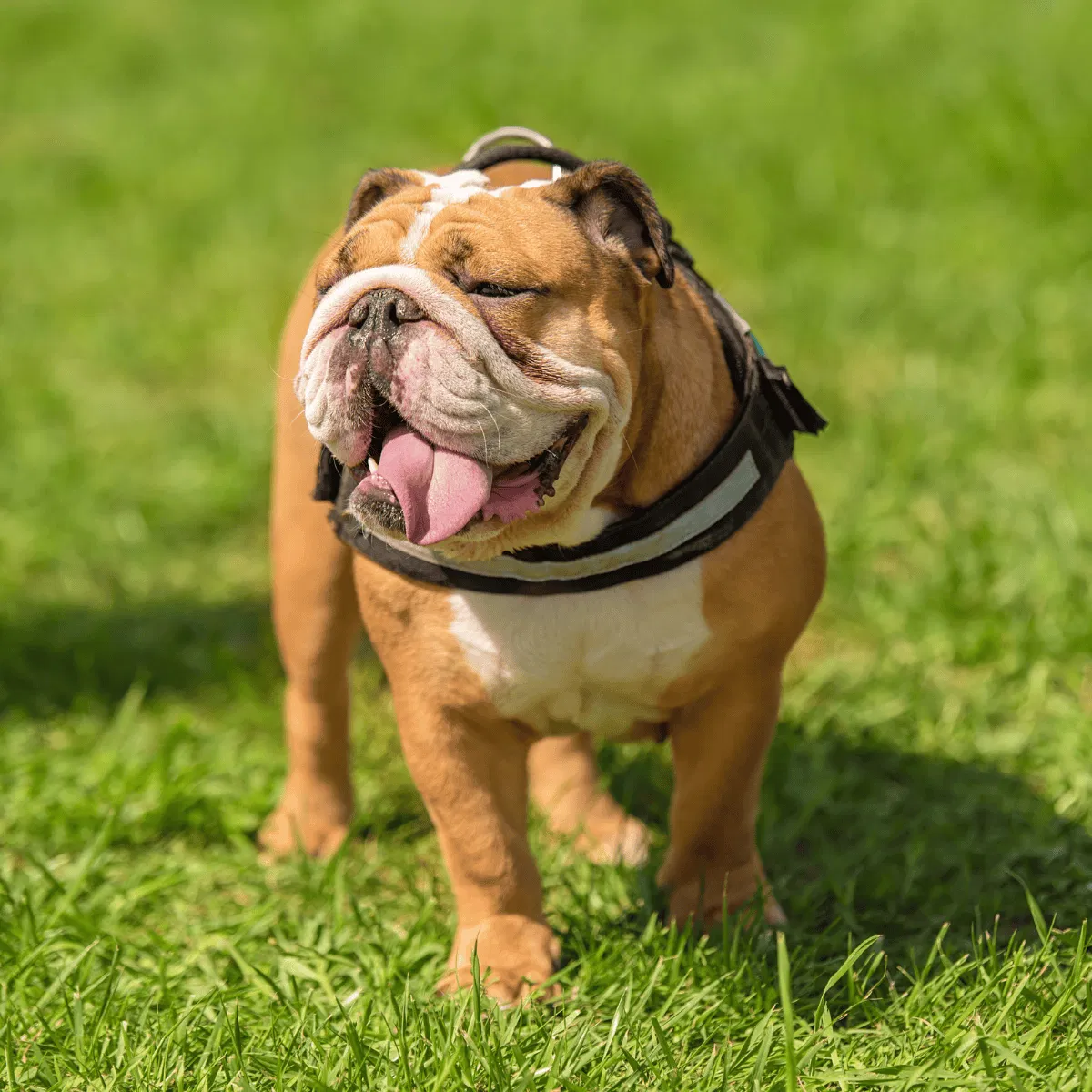 Bulldog Gallery