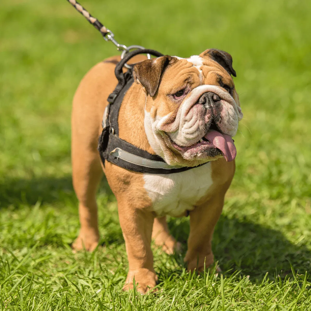 Bulldog Gallery