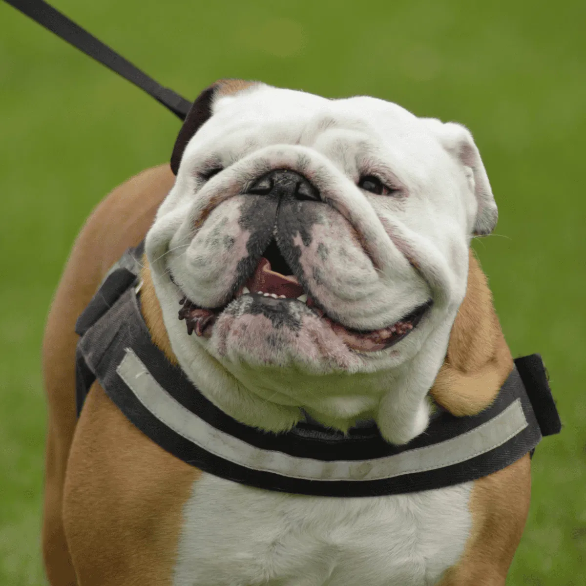 Bulldog Gallery