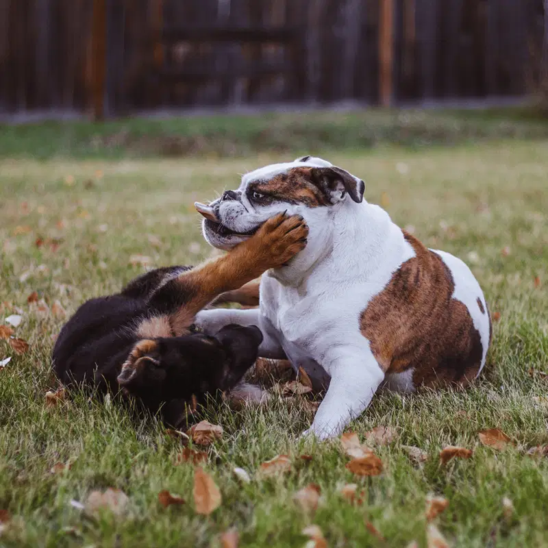 Bulldog Does This Breed Get Along With Other Pets