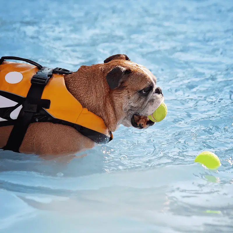 Bulldog Exercise