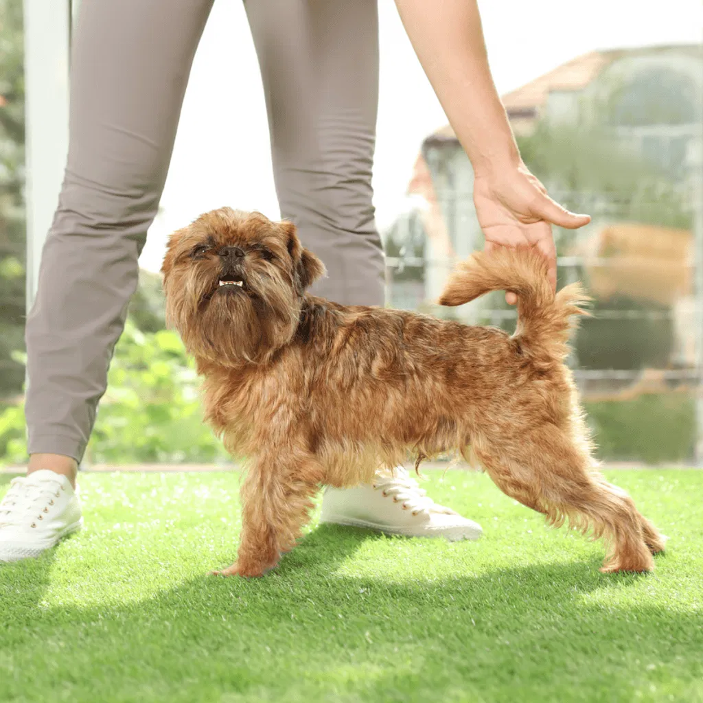 Temperament & Intelligence Of The Brussels Griffon