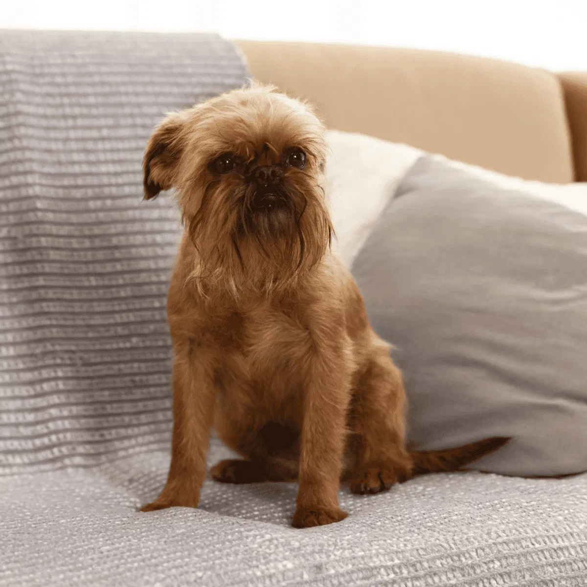 Brussels Griffon Gallery