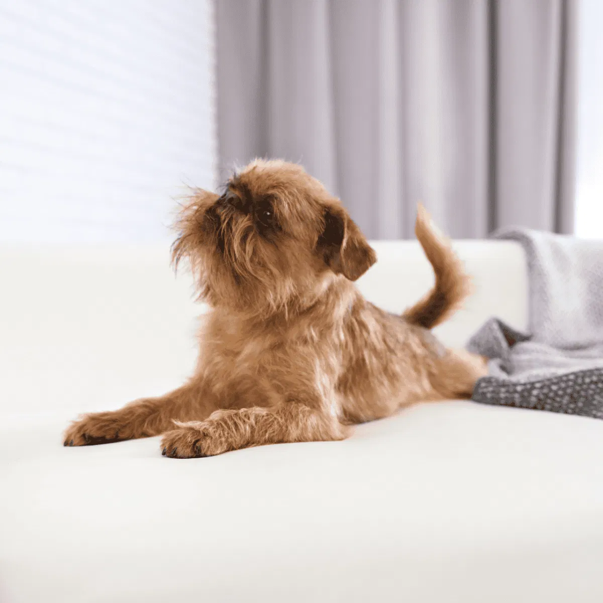Brussels Griffon Gallery