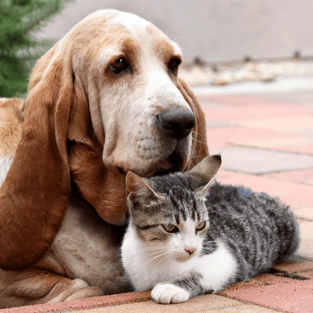 Bracco Italiano Does This Breed Get Along With Other Pets