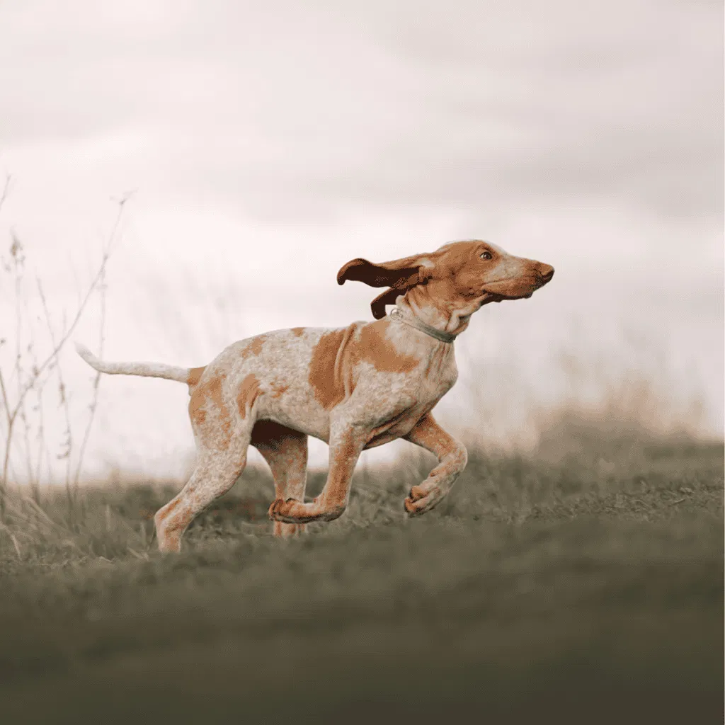 Bracco Italiano Exercise