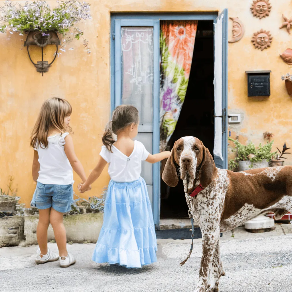 Bracco Italiano Are These Dogs Good For Families
