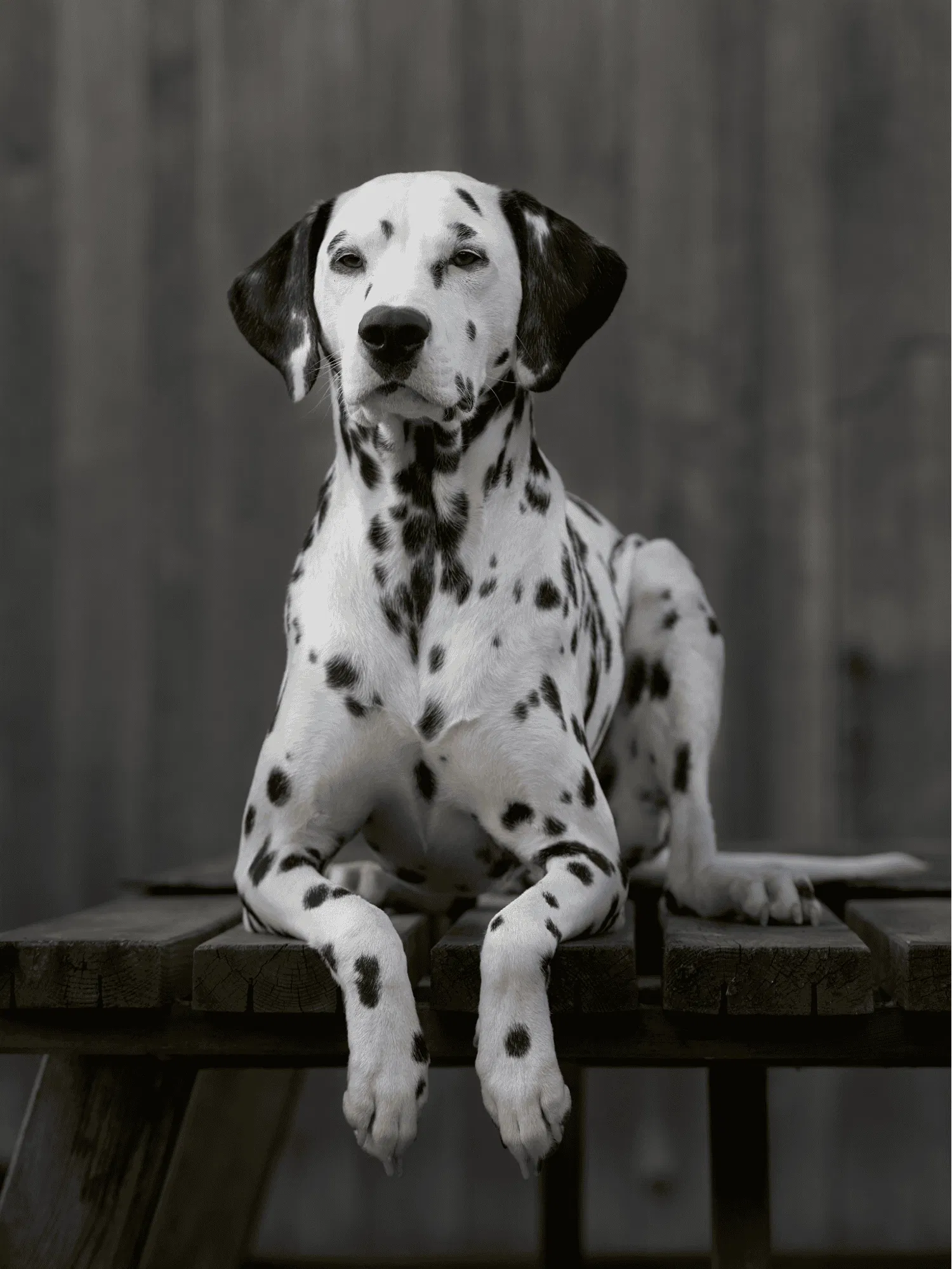 Dalmatian Gallery