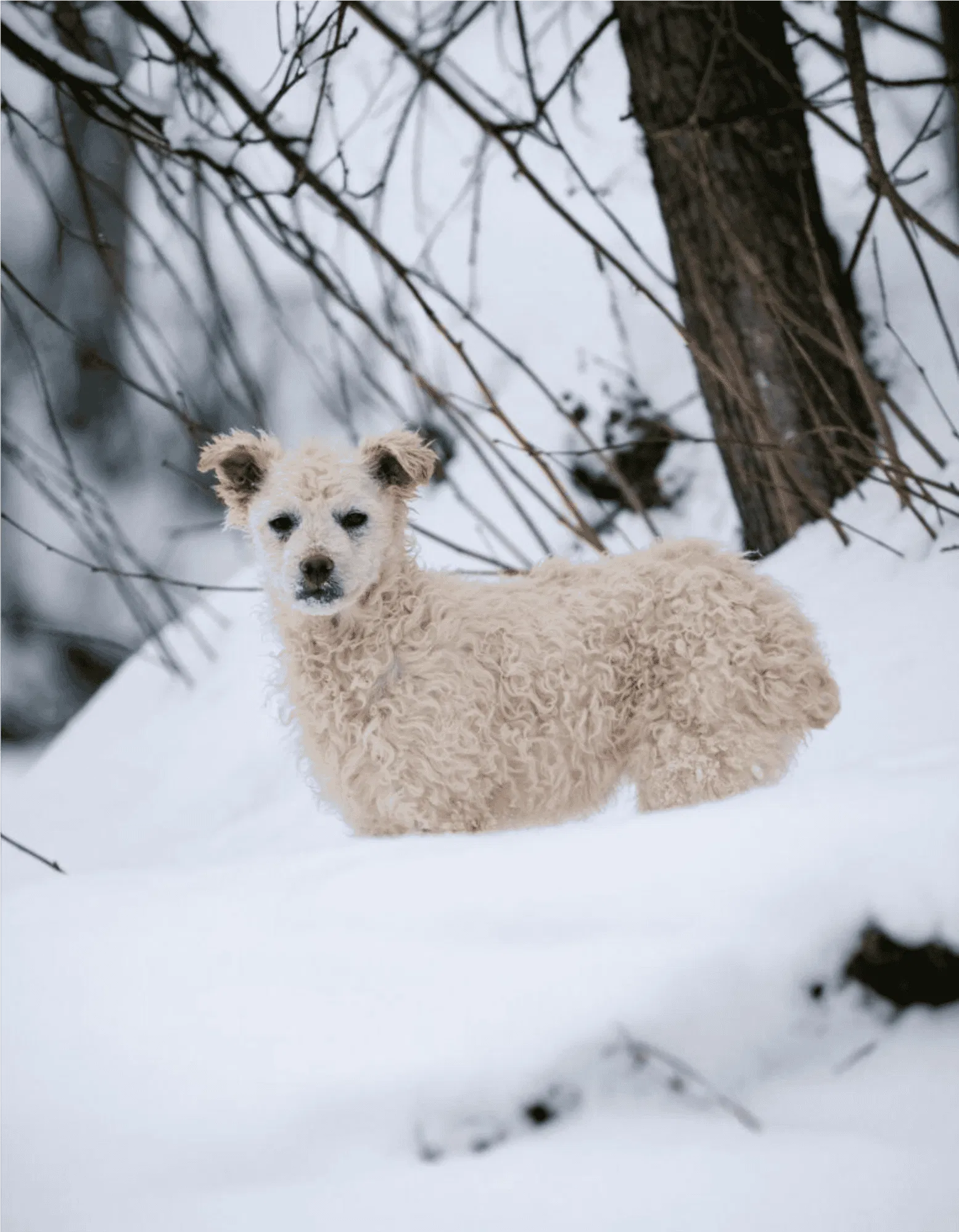 Croatian Sheepdog Gallery