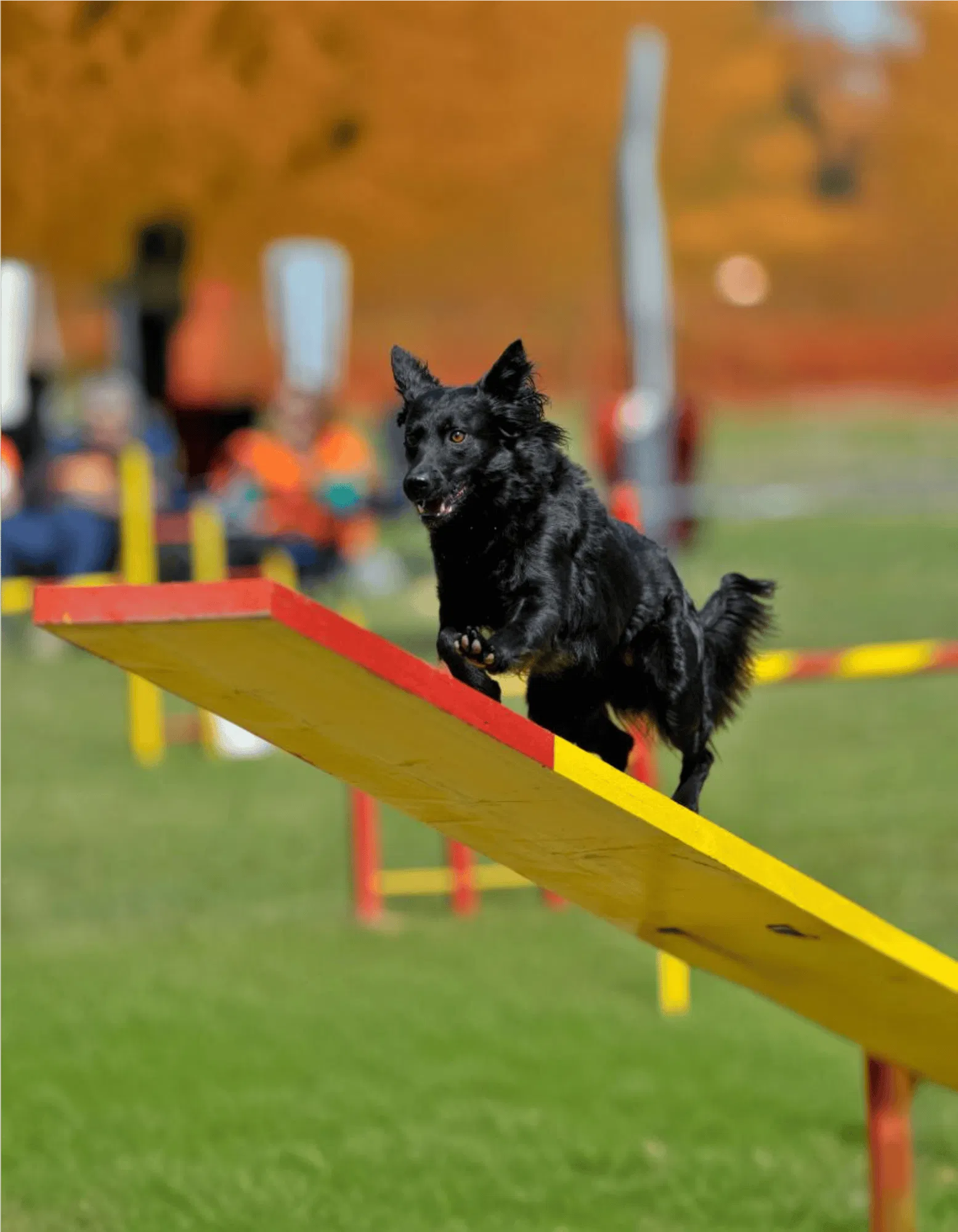Croatian Sheepdog Gallery