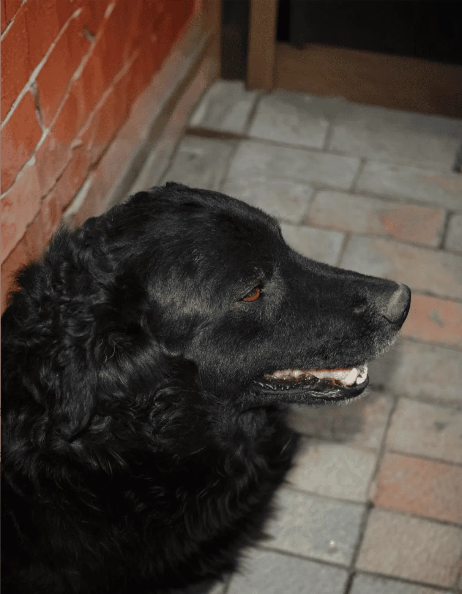 Croatian Sheepdog Gallery