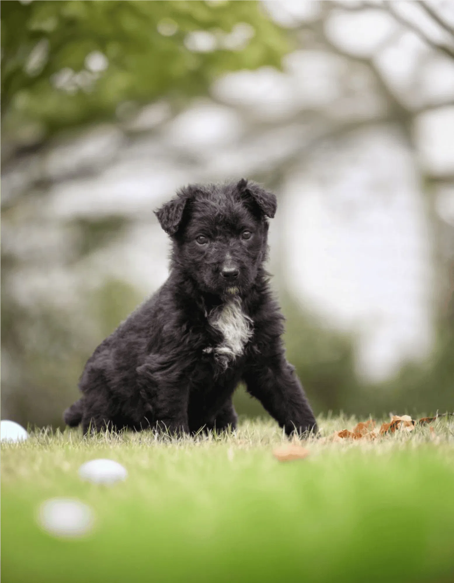 Dutch Shepherd Gallery
