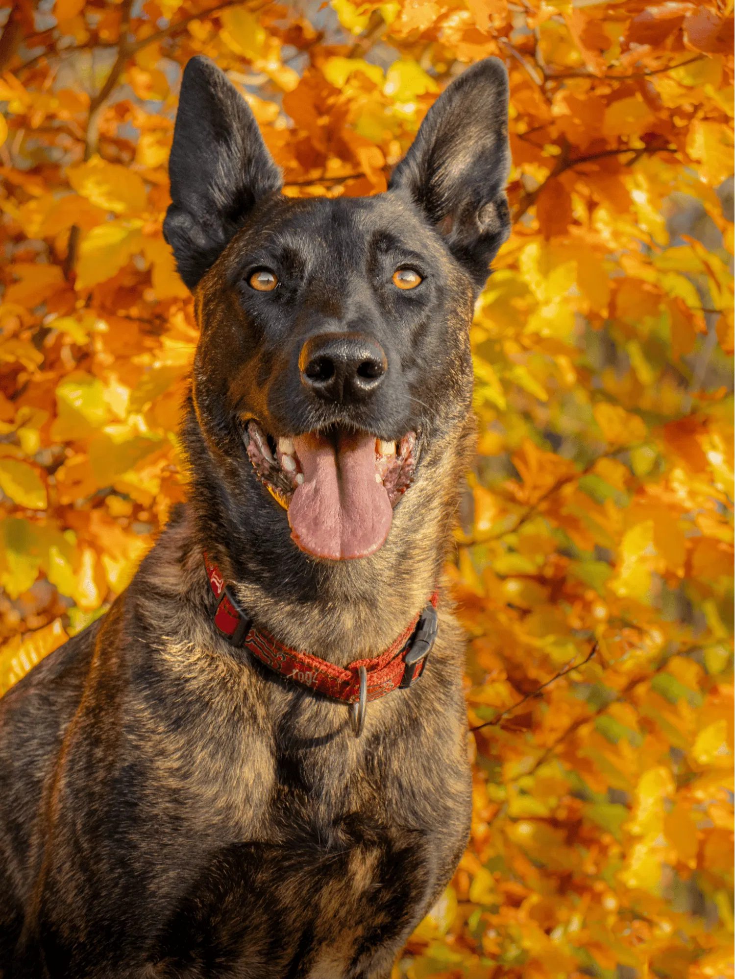 Dutch Shepherd Gallery