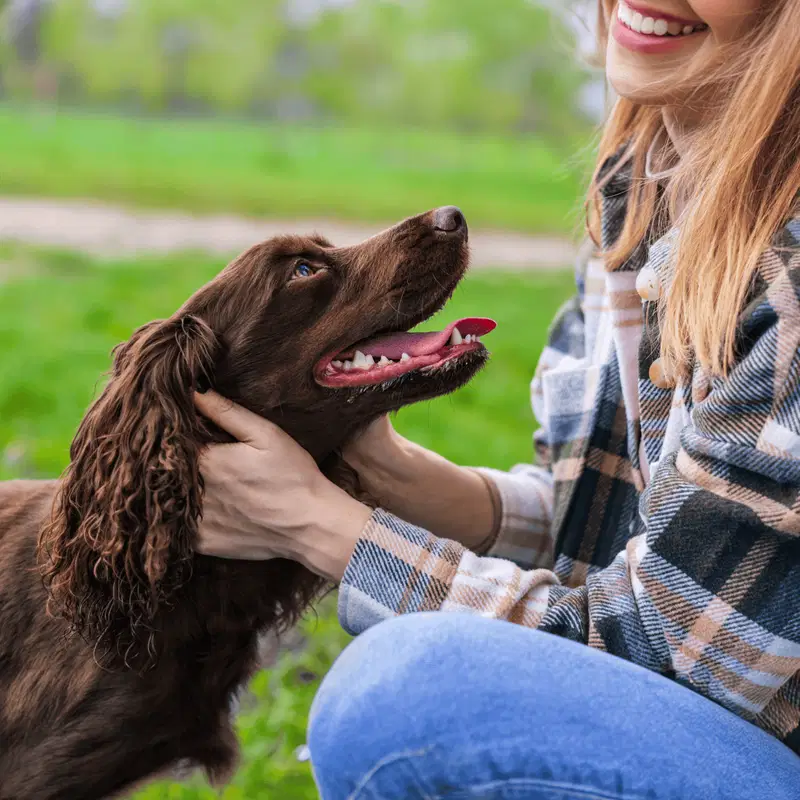 Boykin Spaniel Gallery 3