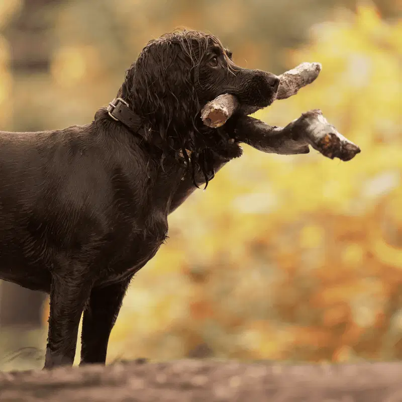 Boykin Spaniel Gallery