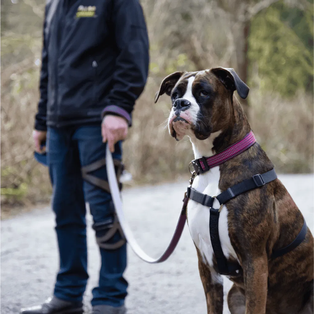 Boxers Make Excellent Service Dogs