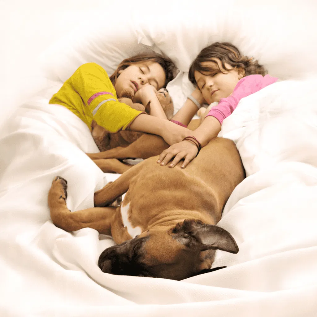 Boxers Are Lovers, Not Fighters