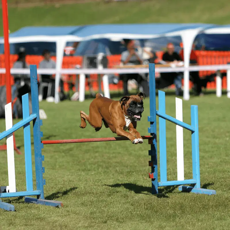 Boxer Training