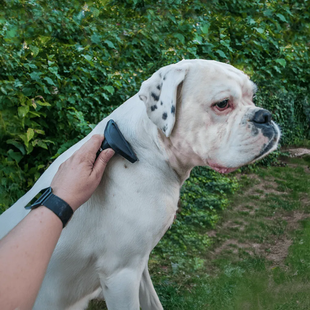 Boxer Grooming