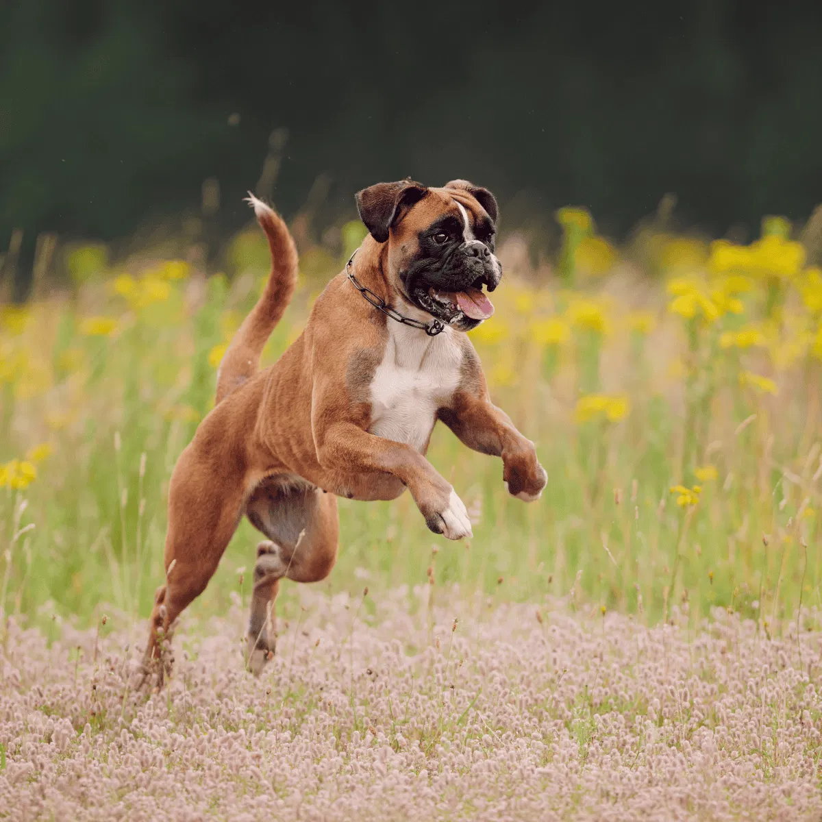 Boxer Gallery 2