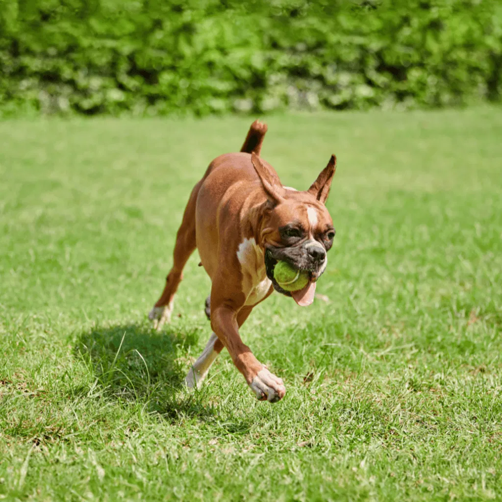 Boxer Exercise