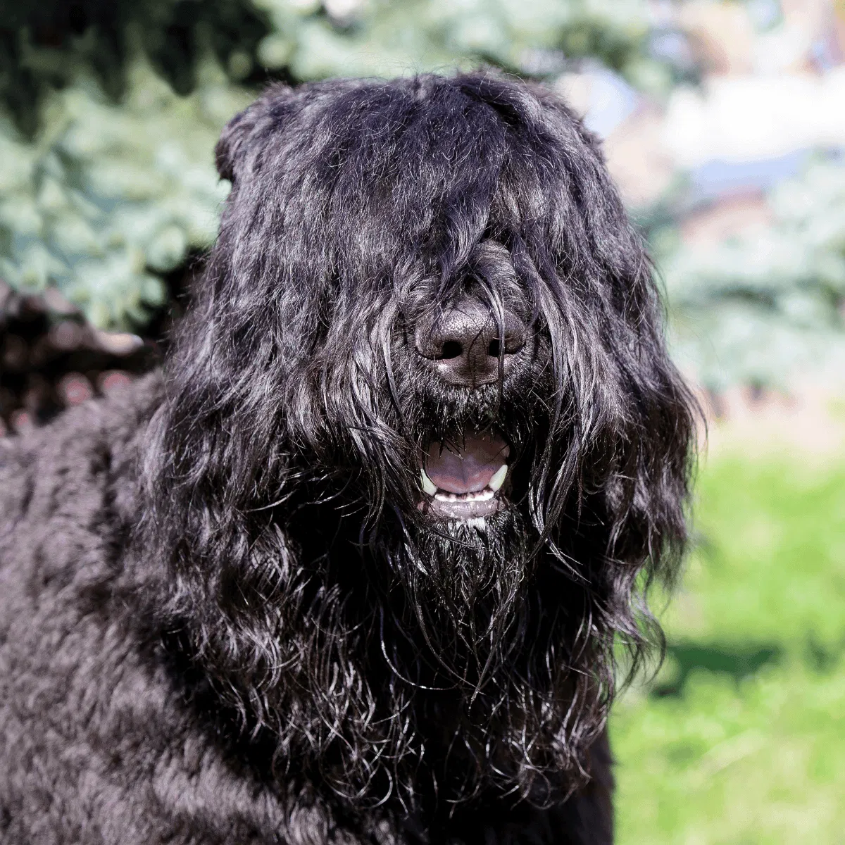 Bouvier des Flandres