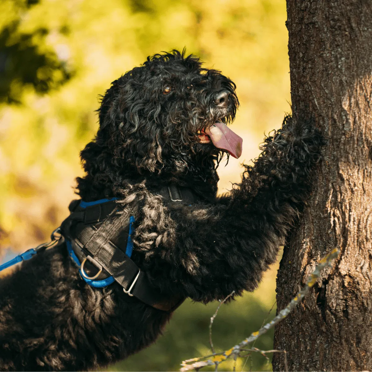 Bouvier des Flandres Gallery 3