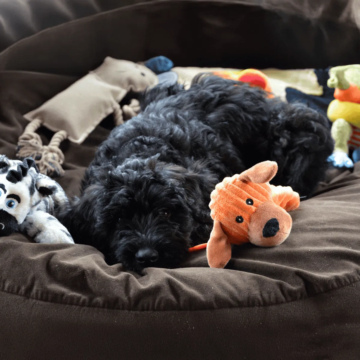 Bouvier des Flandres Gallery