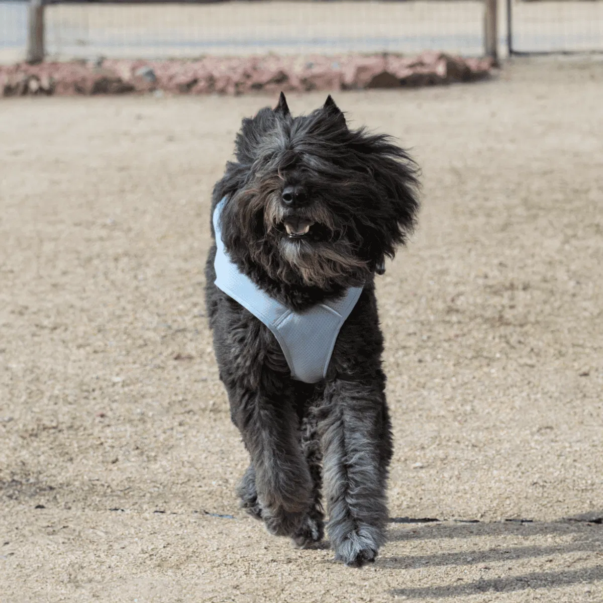 Bouvier des Flandres Gallery 2