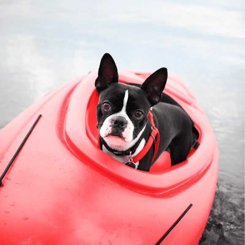 Temperament & Intelligence Of The Boston Terrier