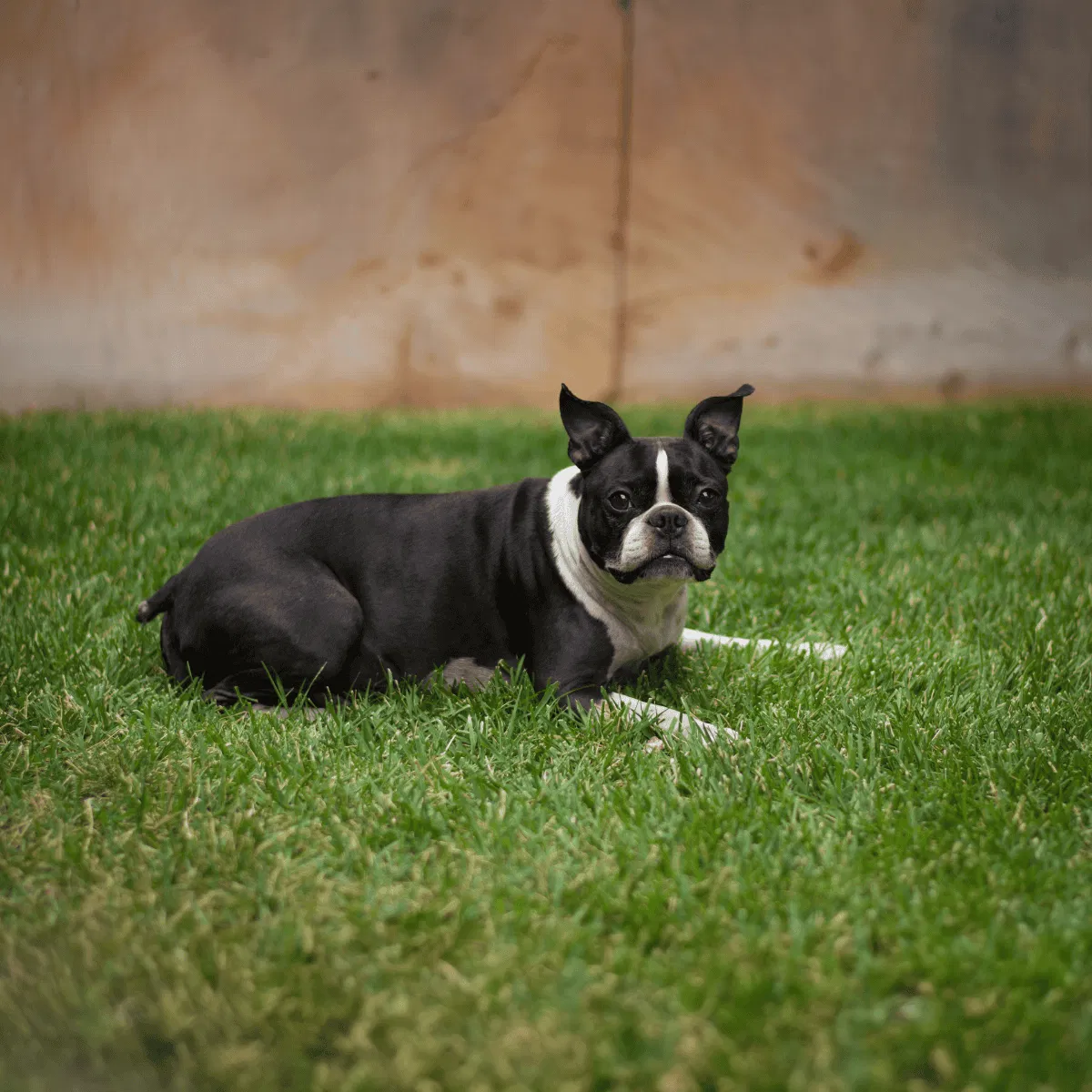 Boston Terrier Gallery