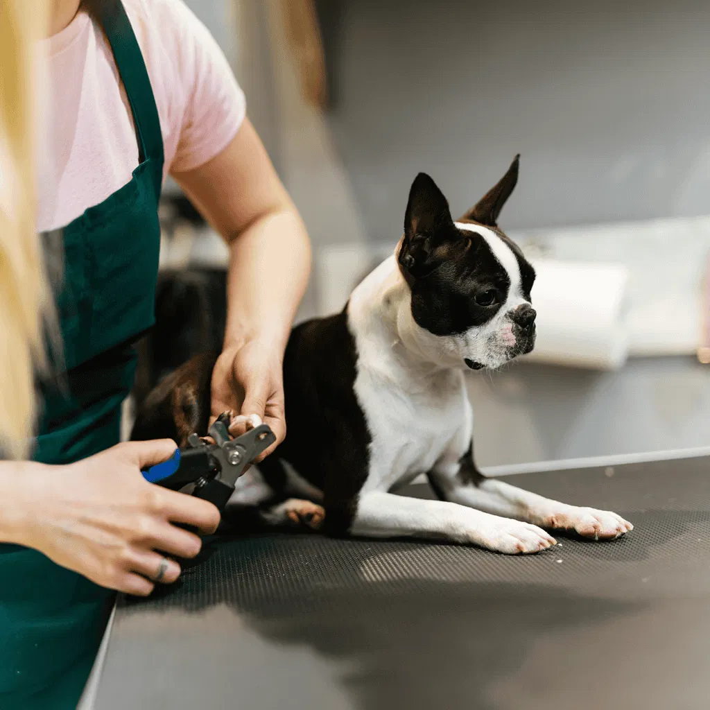 Boston Terrier Grooming