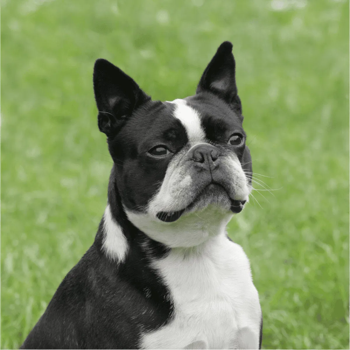 Boston Terrier Gallery