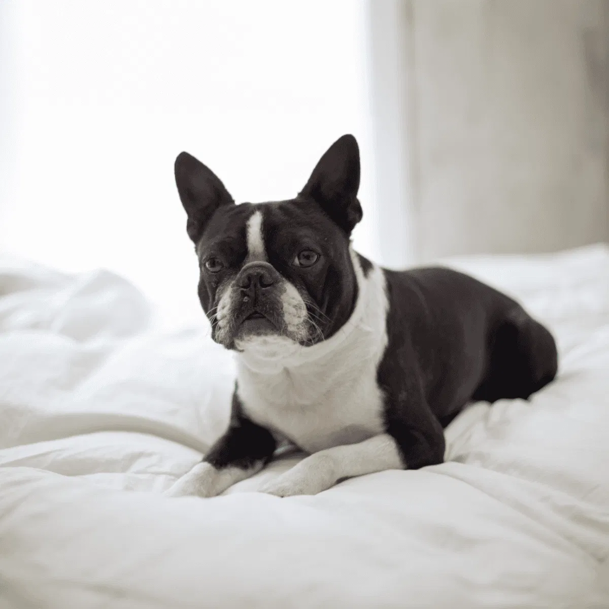 Boston Terrier Gallery