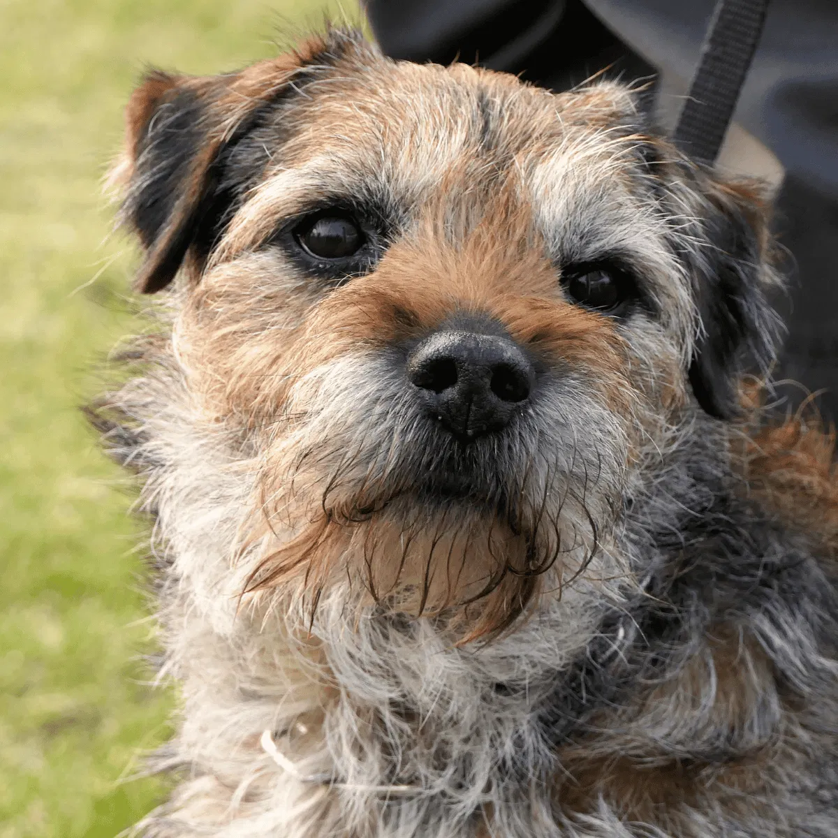 Border Terrier Gallery