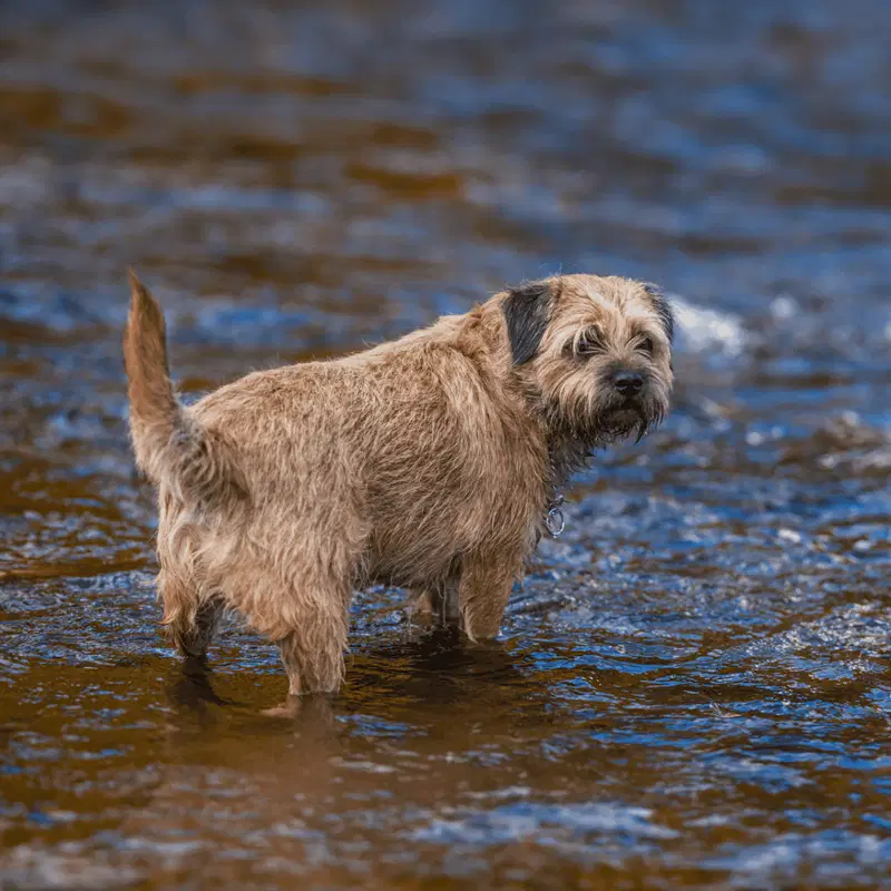 Border Terrier Gallery