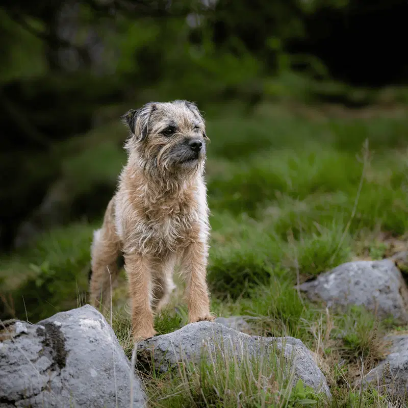 Border Terrier Gallery