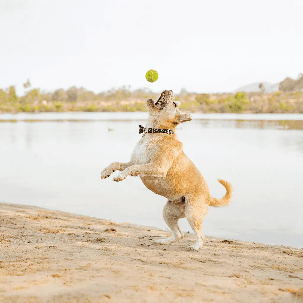 Border Terrier Exercise