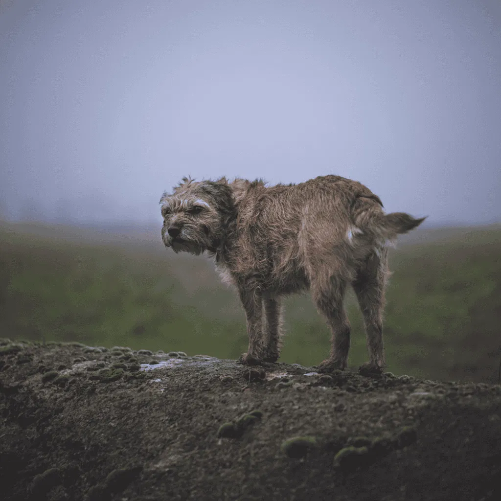 Border Terrier Border Terrier Male Vs. Female