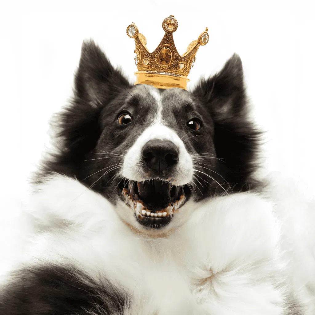 Border Collie Queen Victoria Loved Them