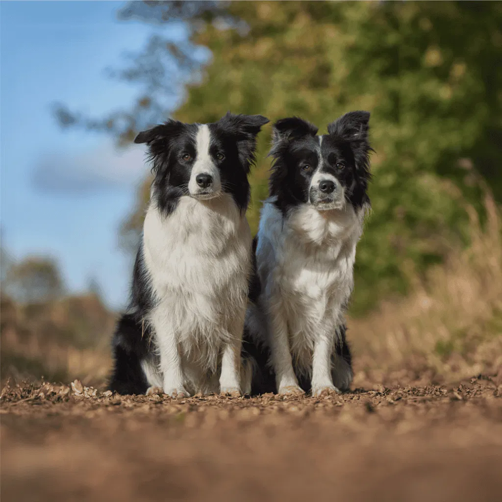 Border Collie Male Vs. Female
