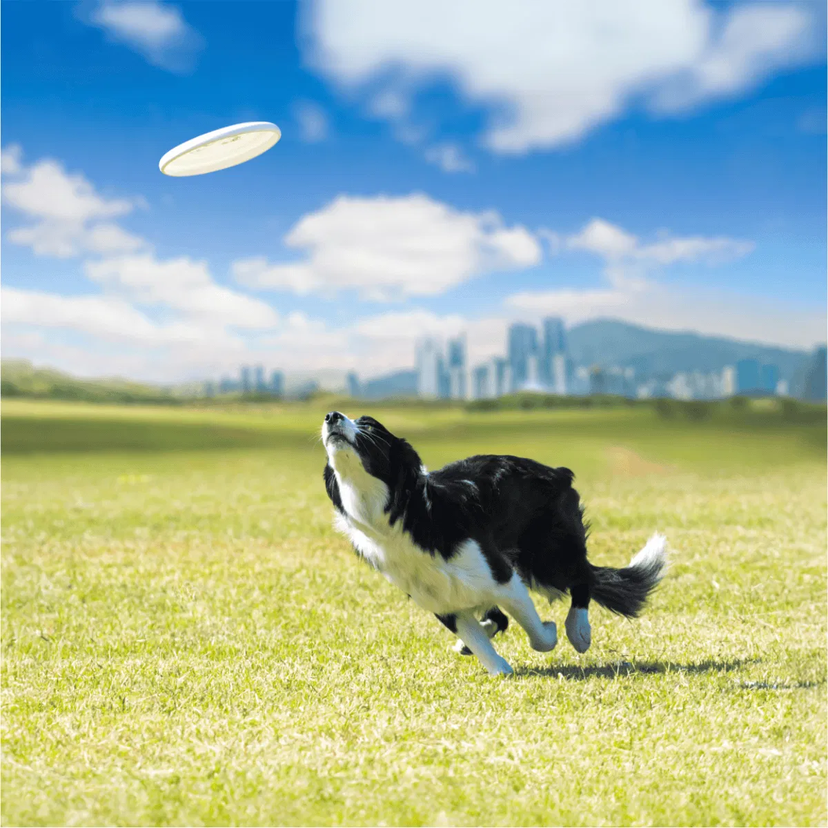 Border Collie Gallery