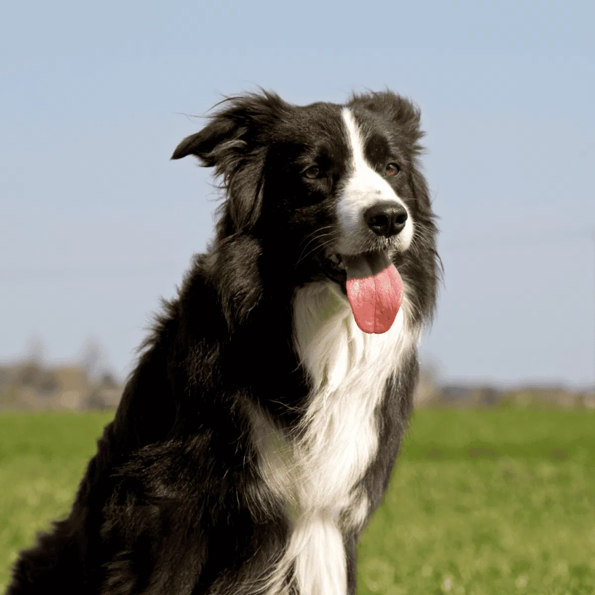 Border Collie Gallery