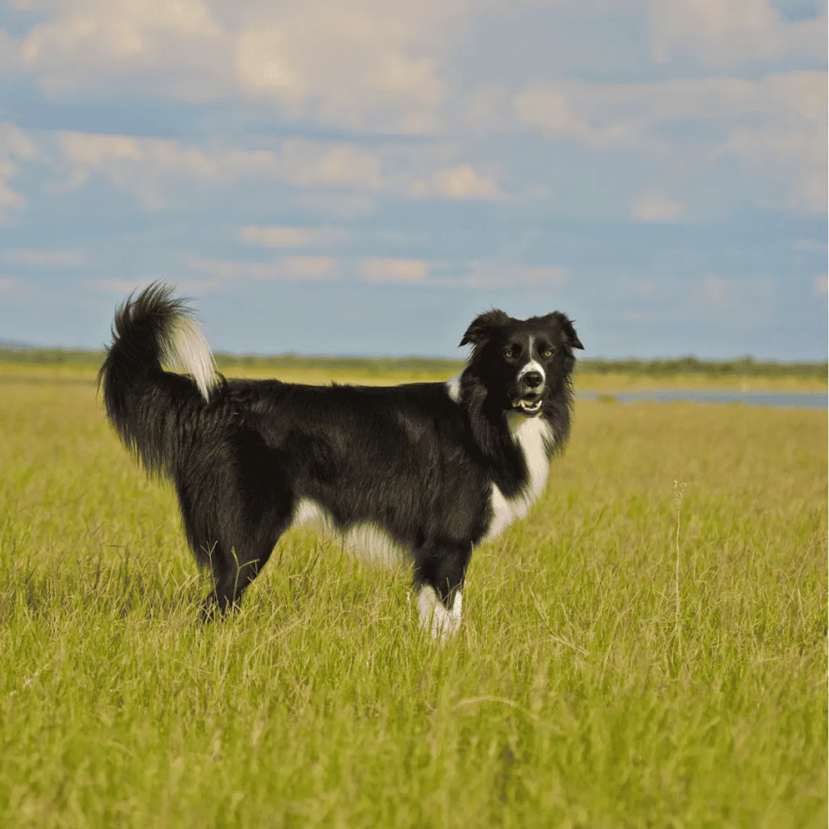 Border Collie Gallery