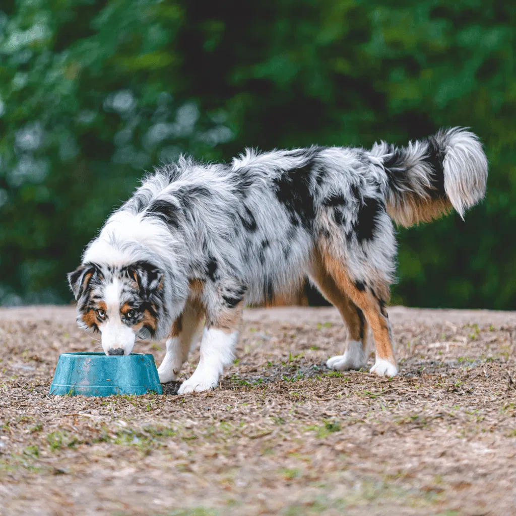 Border Collie Food & Diet Requirements