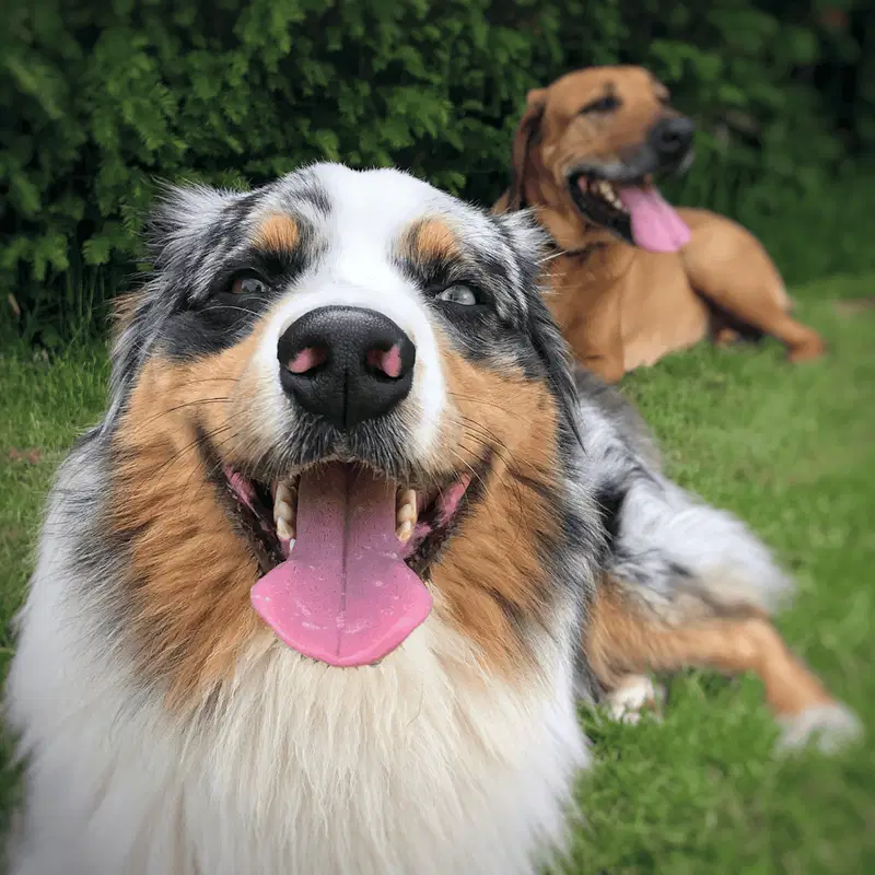 Border Collie Does This Breed Get Along With Other Pets