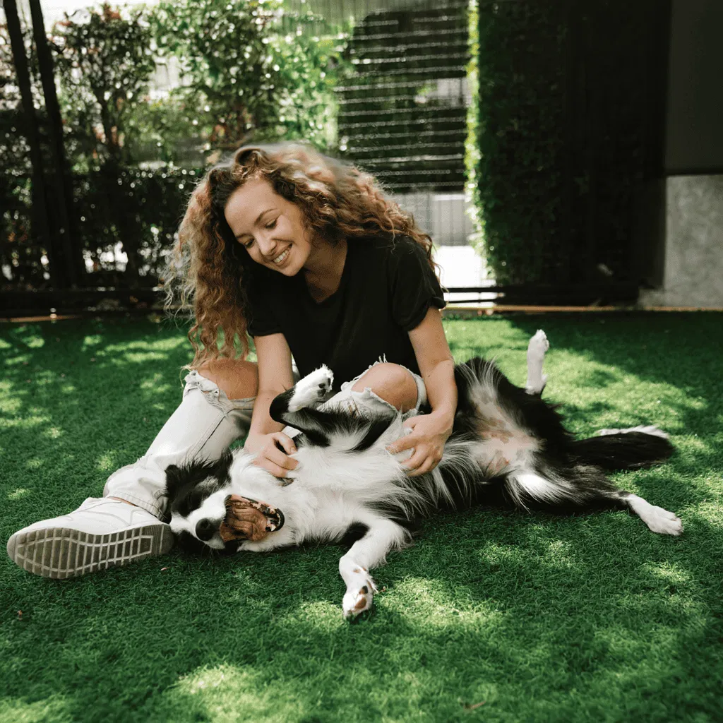 Border Collie Are These Dogs Good For Families